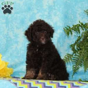 Chocolate, Toy Poodle Puppy